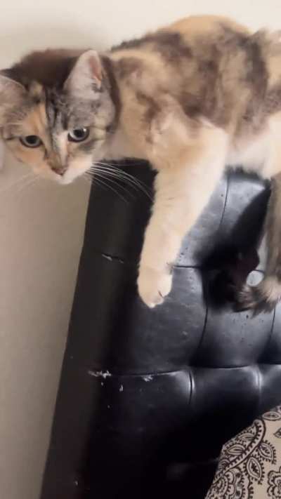 Do I have me one of those r/danglers?