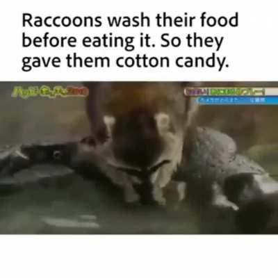 Fuck dem rats