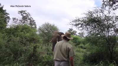 This guy manages to stop a charging elephant.