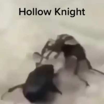 Dark souls con bichos