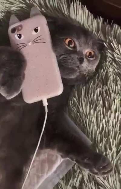Catsomer Purrvice