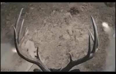 Deer yeet