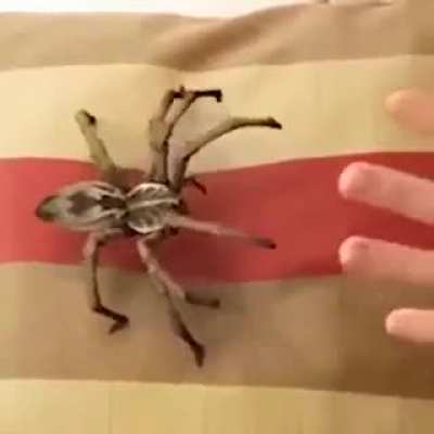 This cute spider scared too many in aww...