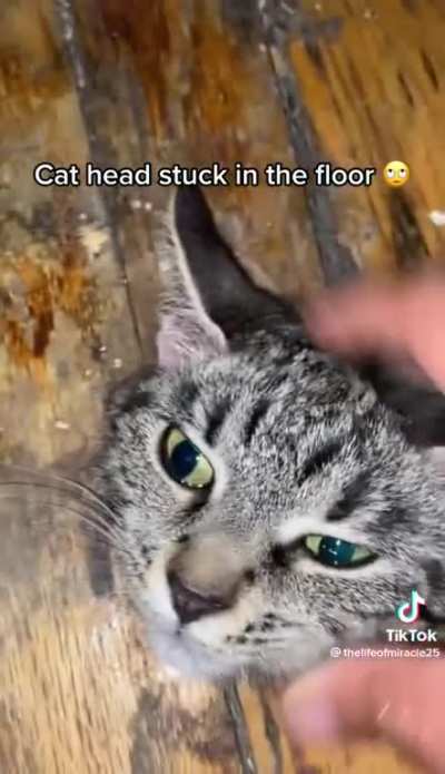 How do cats do this?
