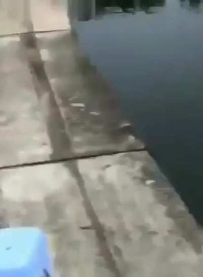 Distracted puppy