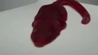 Rat