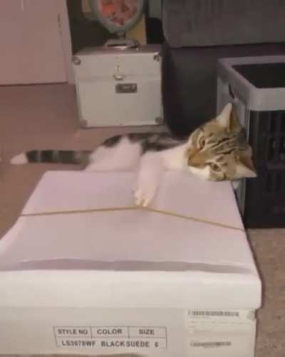 da bass cat
