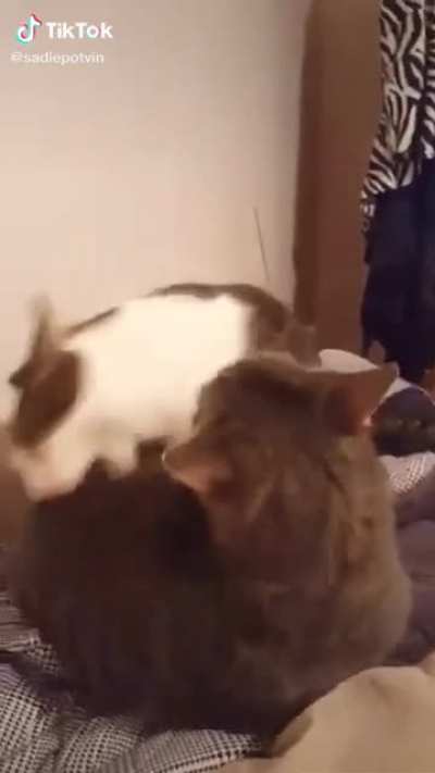 Are cats allowed in this subreddit?