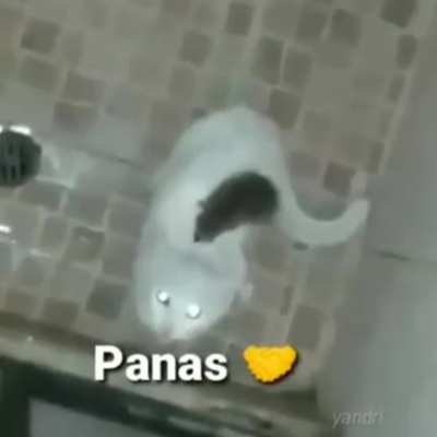 PANAS2