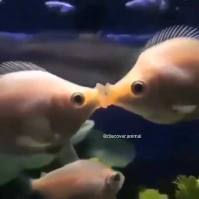 gourami fish