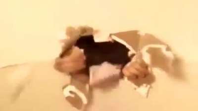 i hate rats