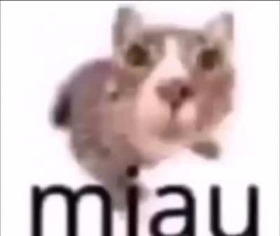 The (miau)