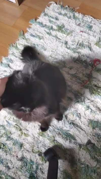 My cat doesn't like Mario's songs...