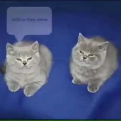 w&ouml;&aelig;o
