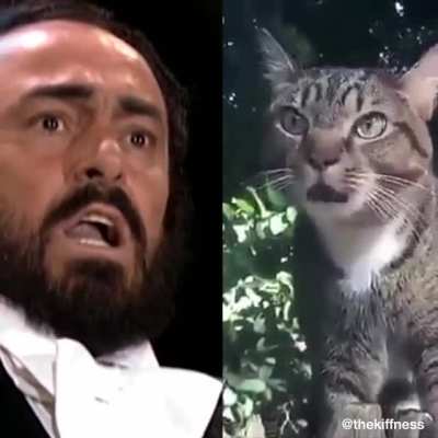 Паваротти и кототти