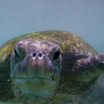 A green turtle enjoying a sea grass snack 🐢