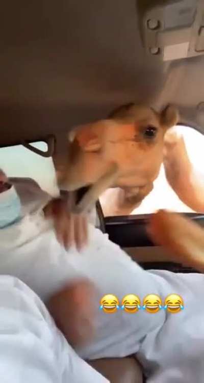 "But don't feed the on me!"