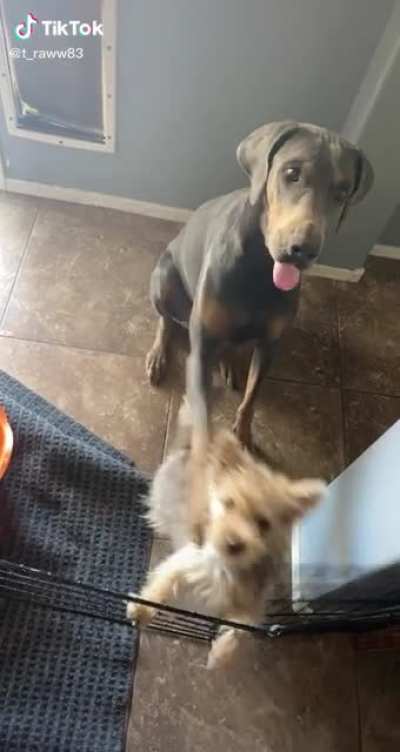 He knows they won&rsquo;t get a treat until they both sit 😂