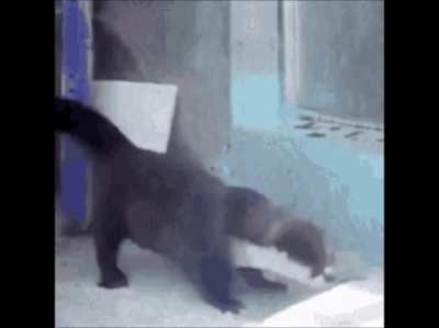 Otter Right Round