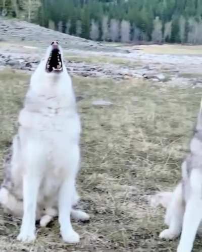 Golden retriever: Nope they are not with me. Never met them!