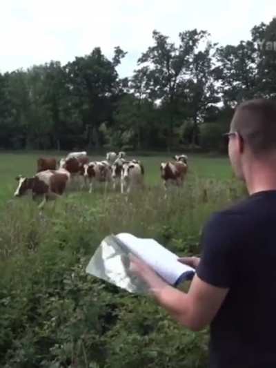 Cow language