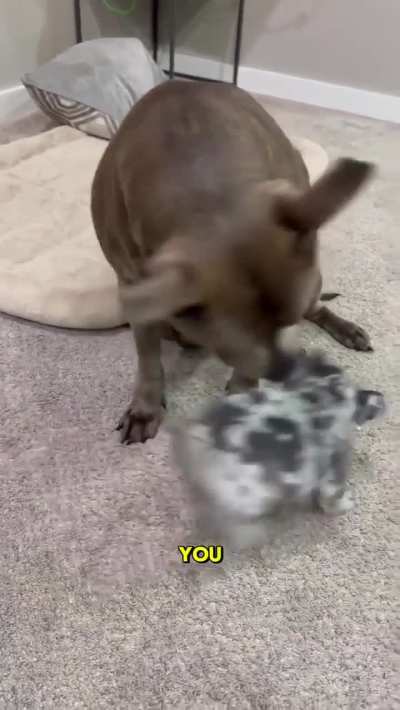 I’m pittie lover