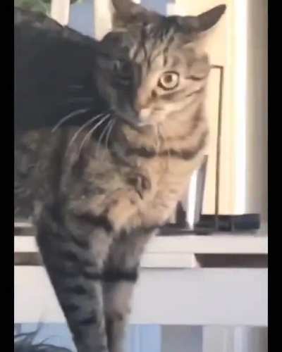 Mrreeeow