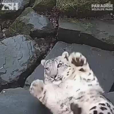 What the hell is that?