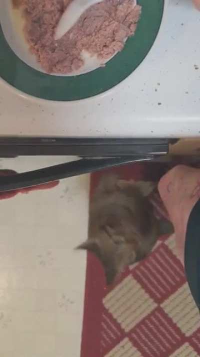 A short film about losing patience &amp;amp; deciding to just get the food yourself, starring Kosmo.