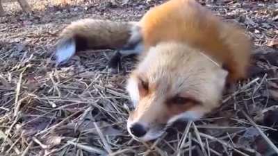 Foxxo!