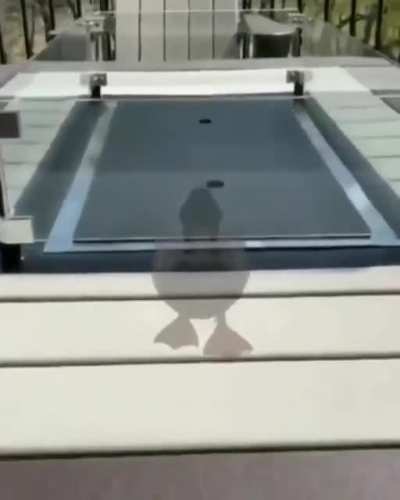 A life sized duck