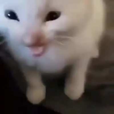 Herbert