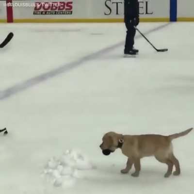 &ldquo;I halp&rdquo;