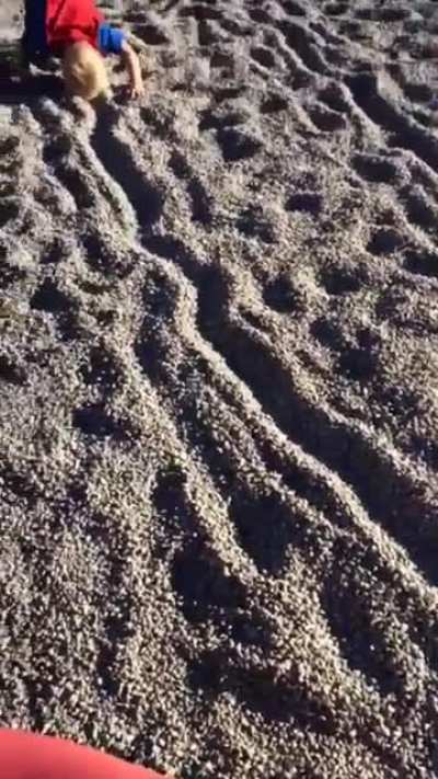 Mysterious Tracks