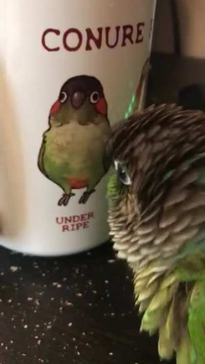 the bird investigate