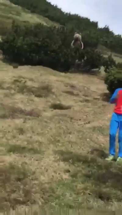 Little kid close to a brown bear in Italy on the Brenta mountain chain above Malga Pr&agrave; da Giovo