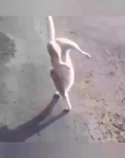 Weed Catwalk