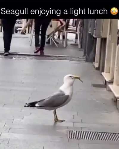 This seagull enjoying a meal