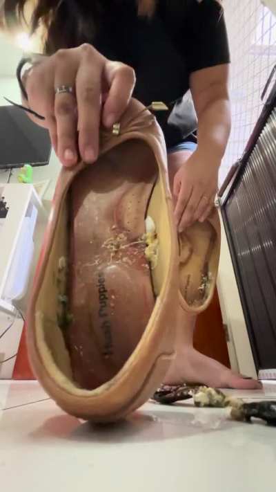 Made an insole hissing roach crushing with brownflats and barefeet crushing too for a buyer who requested it and didn&rsquo;t pay after i made it :( just feels so bad when u put a lot of effort with every project and not even charging much, but still you get fo