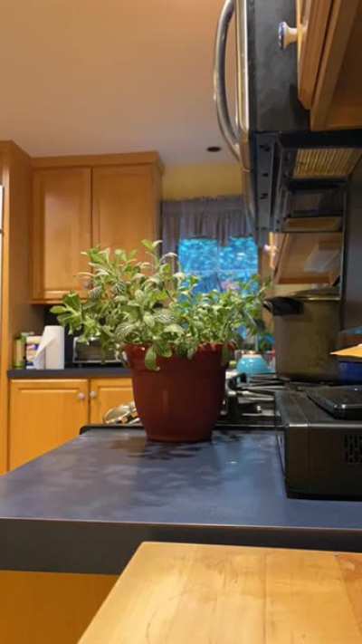 This plant being un-wilted 30 minutes after being watered