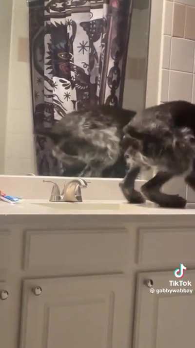 Does your dog do this? 