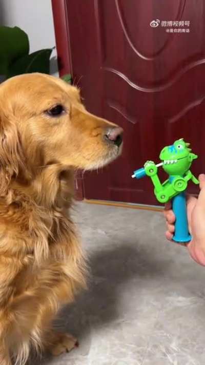 Dog &lsquo;s face,