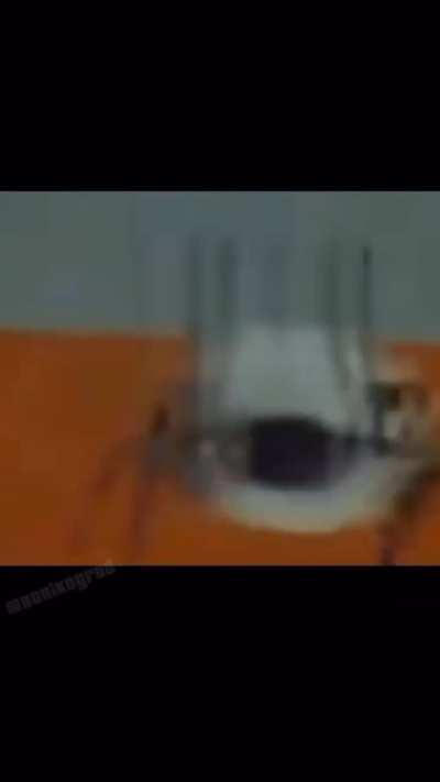 Portal brainrot