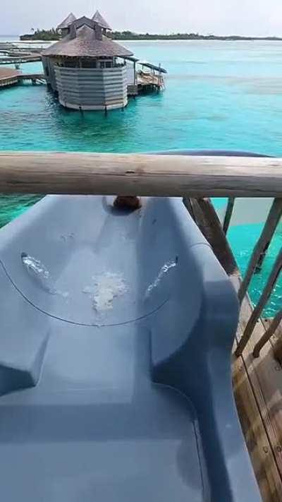 Pia boobies