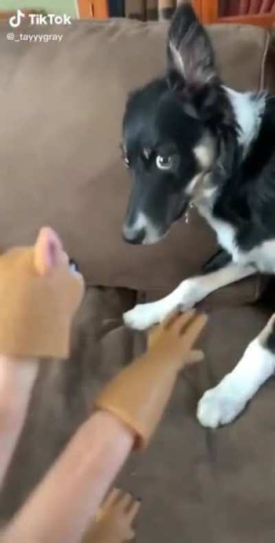 The dog&rsquo;s look of horror