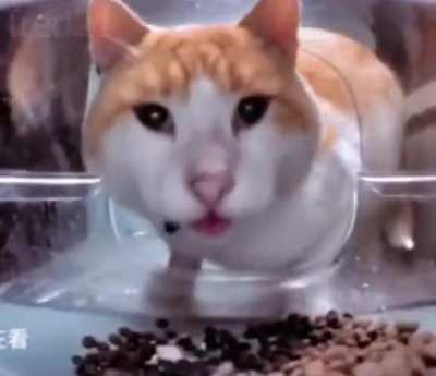 cat spots ariral while eating