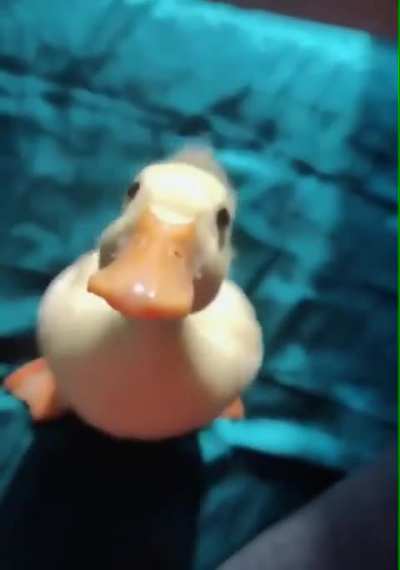 Duck jump
