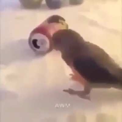(｢`･&omega;･)｢