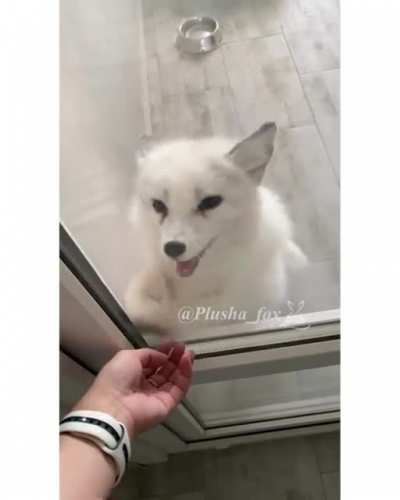 White fox