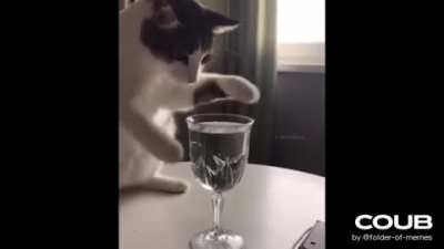 Коте и рюмка